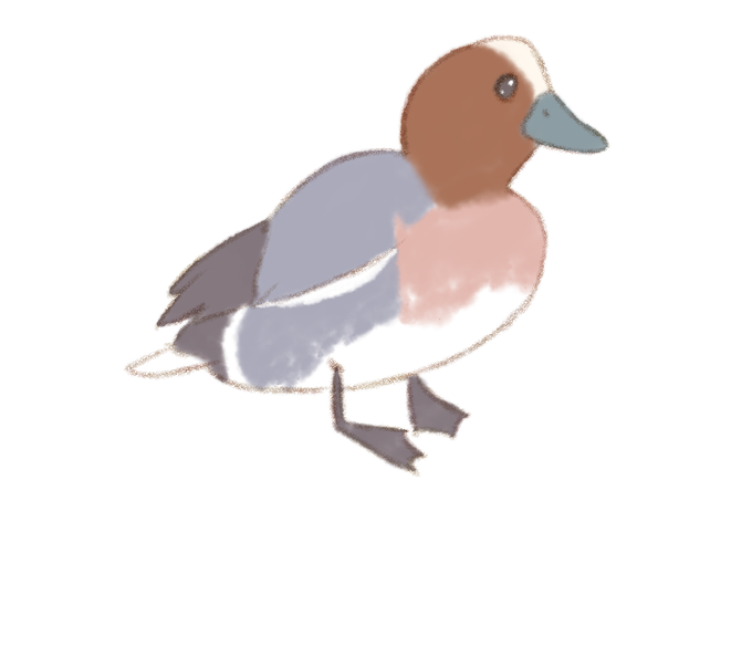 ヒドリガモのtwitterイラスト検索結果 ヒドリガモのtwitterイラスト検索結果