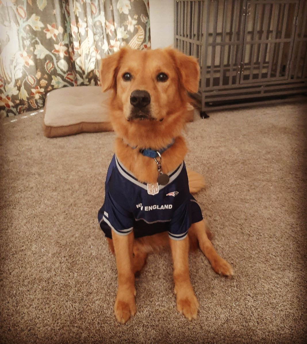 Mrs_Ojala's tweet photo. @AnimalPlanet #votebeliveau #puppybowl #puppybowlxvii #puppybowl2021 https://t.co/cJsyEbCf0K