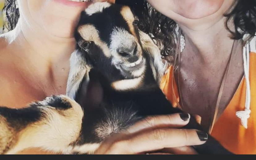 douglas_gueedes's tweet photo. Minha mãe e minha tia tirou foto com um cabrito, nome dele é Alexandre, e ele sorriu para foto, esse é o tt.... https://t.co/y39Sug75bn