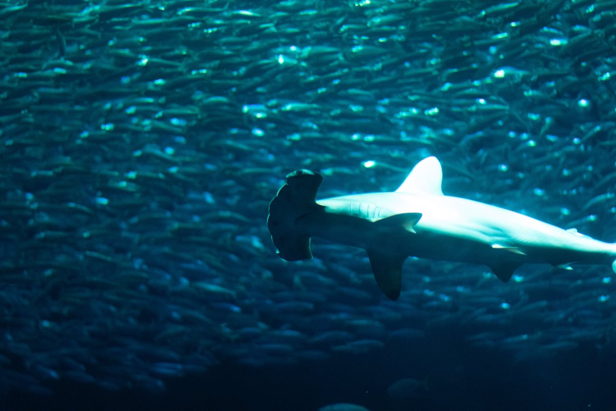 EOL directors Sandy Tudhope &amp; Meriwether Wilson are part of the team of scientists calling for the expansion of the #Galápagos Marine Reserve 

Read more here⬇️
oceanleaders.org/a-case-for-the…

📸Patrick Perkins <a href="/Mas_Galapagos/">MásGalápagos</a> <a href="/onlyone/">onlyone</a>