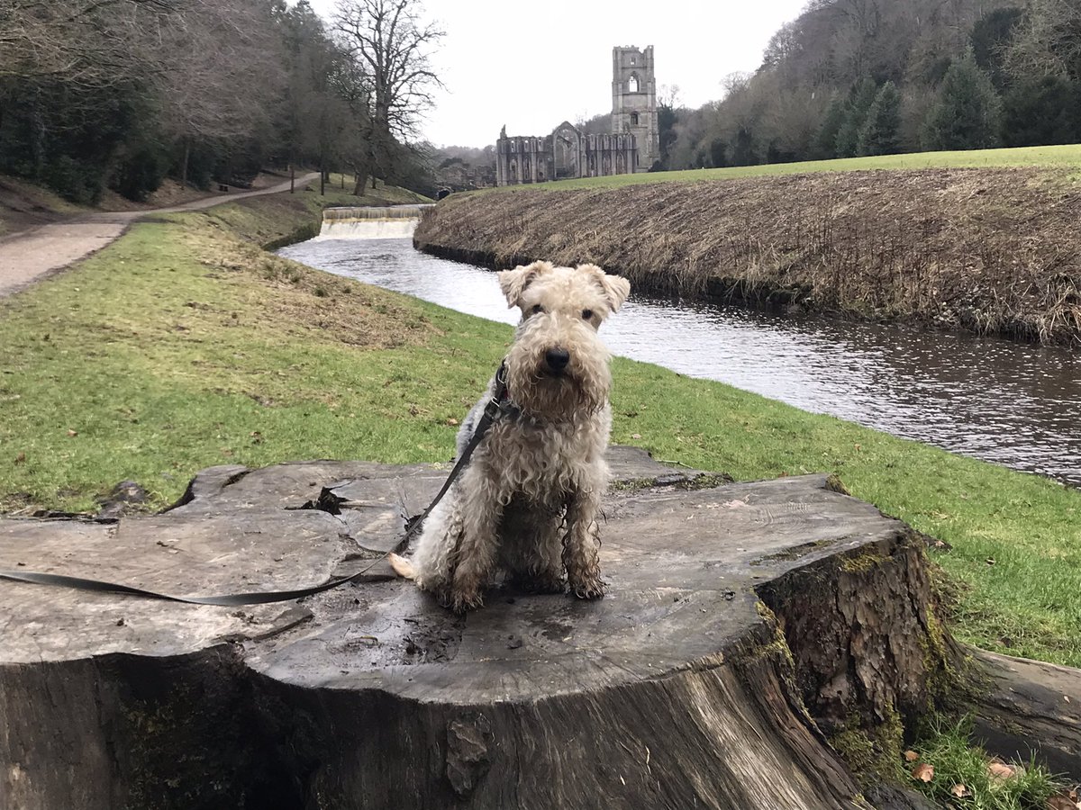 Hellloooooo pals 👋 we’ve had a supaw day at @fountainsabbey I woof it there, there’s lots to climb on 😁 #funday #adventureswithlola #lakelandterrier #dogsoftwitter