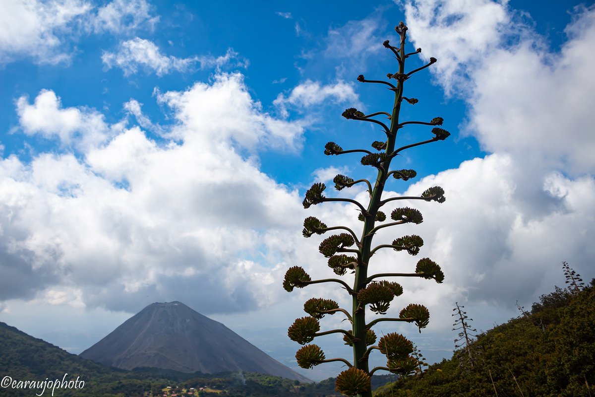 araujo1503's tweet photo. La belleza del volcán de Izalco vista desde el volcán de Sta Ana. El Salvador 🇸🇻 

Follow 
Share 
Comment 

(Foto propia) https://t.co/powPXFrQSo