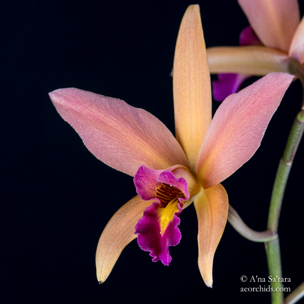 aeorchids's tweet photo. An #orchid name that speaks well for herself: Laelia Santa Barbara Sunset 'Showtime'.  One of the great Laelia anceps hybrids, a backcross with Laelia Ancibarina. Boldly and beautifully blooming now.  
🧡💛💗https://t.co/Ho5g0UFXSM
#macrophotography #orquideas #garden #flower https://t.co/Dk2V7AhX51