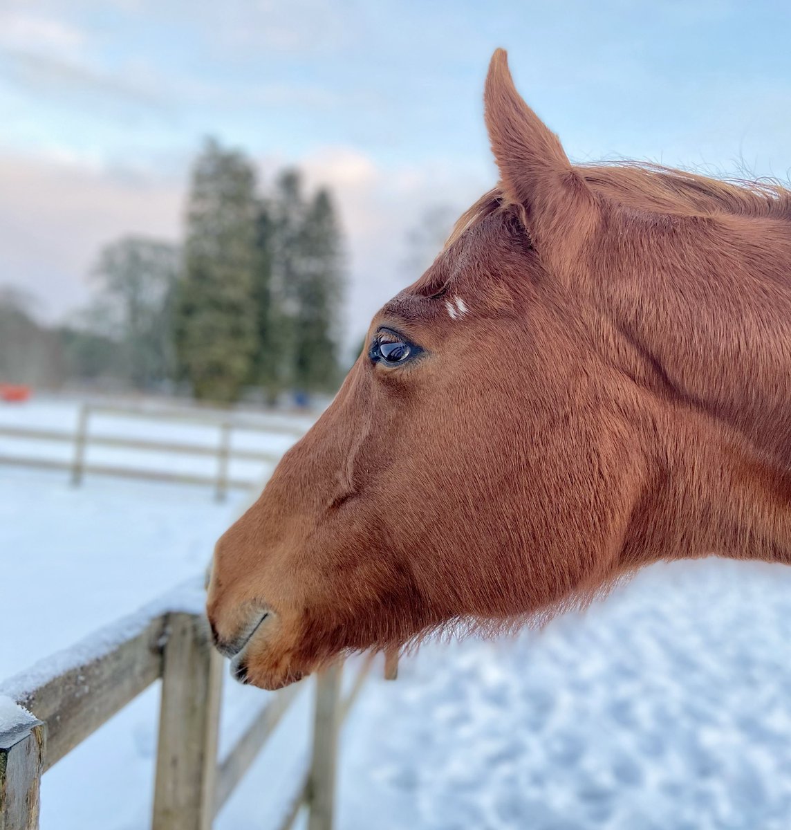 taniakindersley's tweet image. The red mare in the Sunday snow.🧡