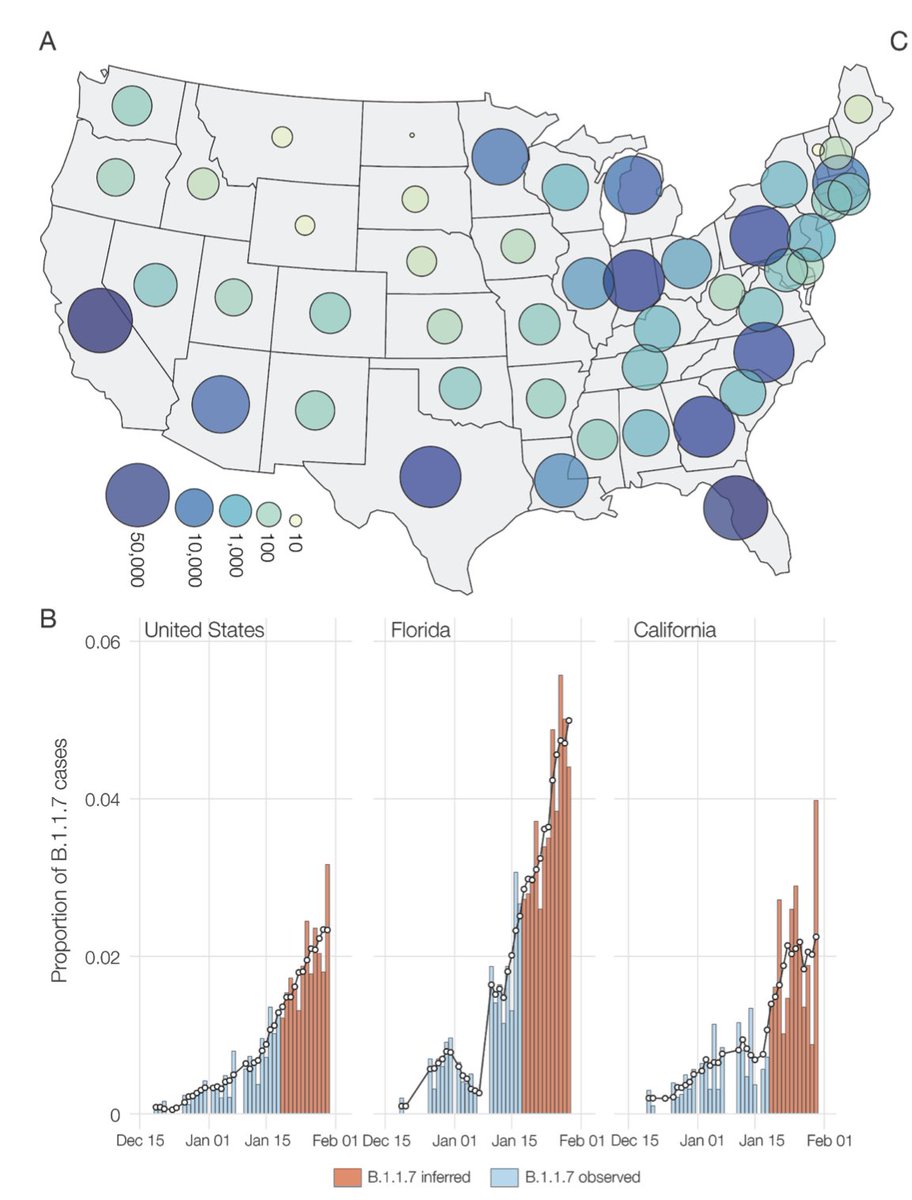 3) Here is the current inferred number of  #B117 cases in each state and in Florida and California, to Jan 30th.