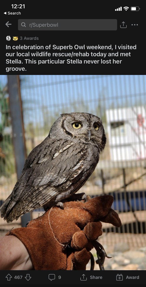 Like on r/superbOwl, a 320,000 person subreddit dedicated to ::ahem:: superb owls.  https://www.reddit.com/r/Superbowl/comments/leat2x/in_celebration_of_superb_owl_weekend_i_visited/
