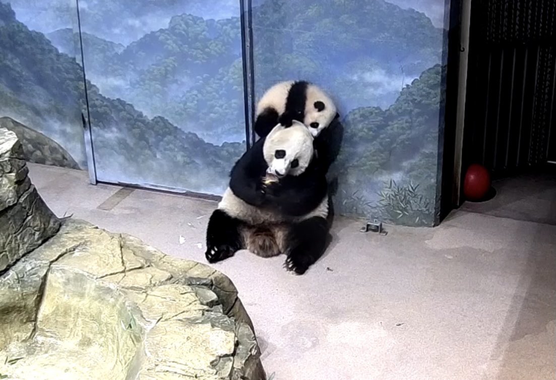 kariek's tweet image. Nice hat, Mei Xiang! @MommyMei98 @DCPandaCub4 @NationalZoo #pandastory #pandacam #nationalzoo