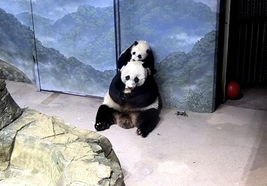 kariek's tweet image. Nice hat, Mei Xiang! @MommyMei98 @DCPandaCub4 @NationalZoo #pandastory #pandacam #nationalzoo