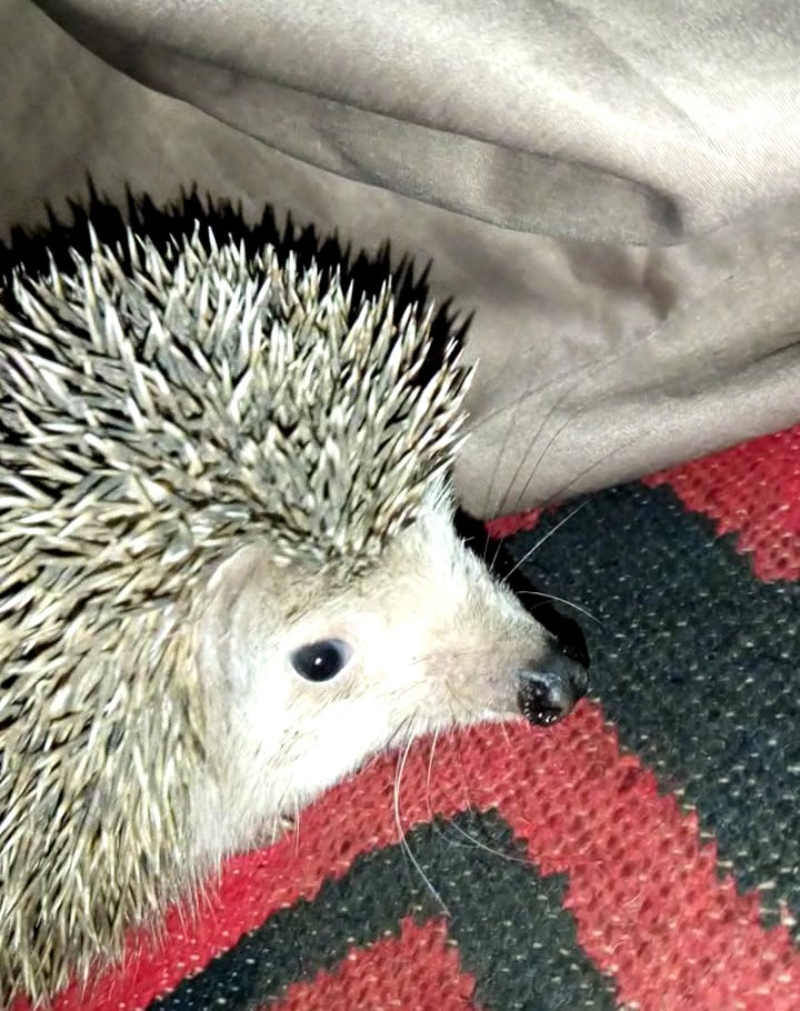 YATCHBANI's tweet image. #hedgehogs