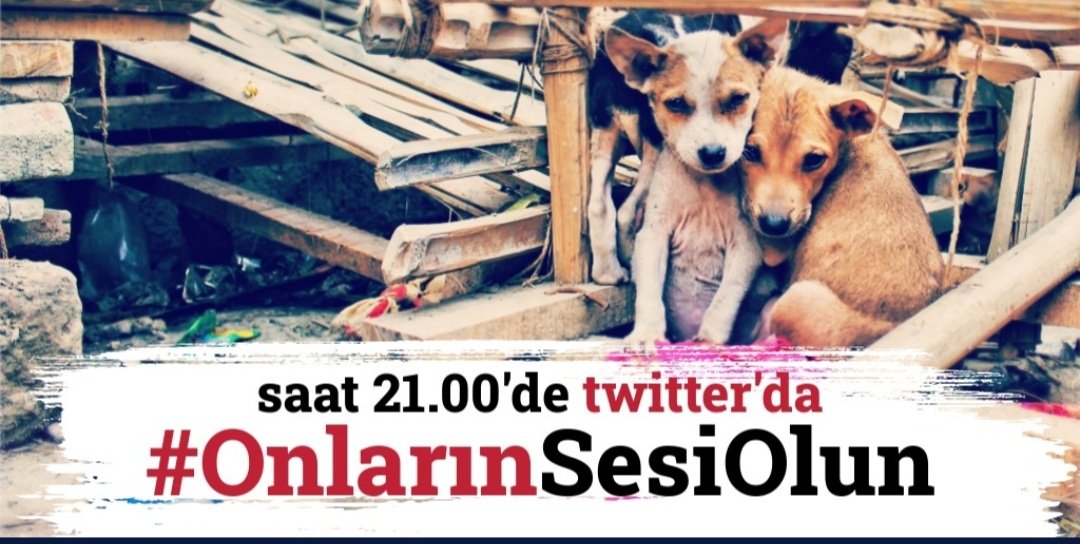 IskinAlci's tweet photo. @yasamaizleme #OnlarınSesiOlun https://t.co/UCEcwbX0Y3