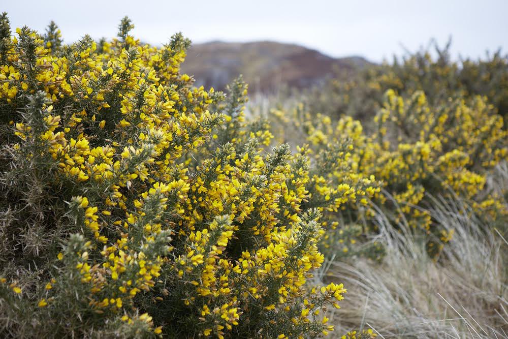 To indicate a woman’s overt sexuality in early Irish literature she would be given an epithet which translates to “With gorse (coloured) pubic hair”Just the colour not the texture (one hopes)
