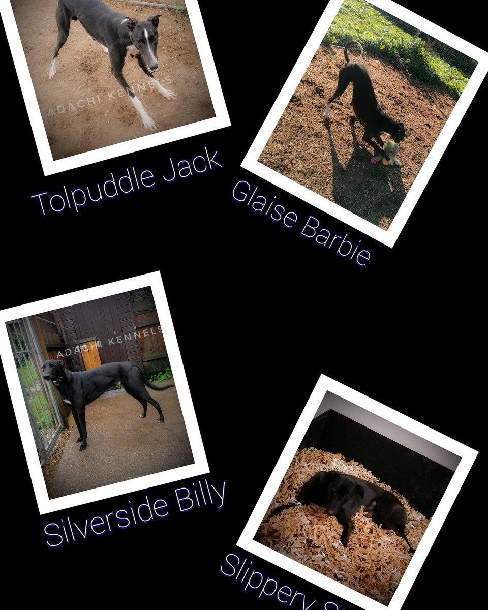 adachikennels's tweet photo. 4 runners tonight @SwindonDogs live from @SkySportsRacing #tolpuddlejack #glaisebarbie #silversidebilly #slipperystar @TonyEnnis11 #adachikennels @AtTheRaces https://t.co/BqyMa3IDv6