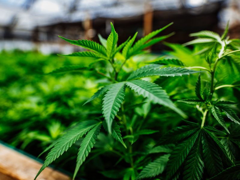 THEMMEXCHANGE's tweet photo. Bill allowing home-grown marijuana gains momentum in Washington state Legislature 

 https://t.co/aIdeAqdH8k  #MME #marijuana #cannabis #Washington https://t.co/5jz6FJ1EEx