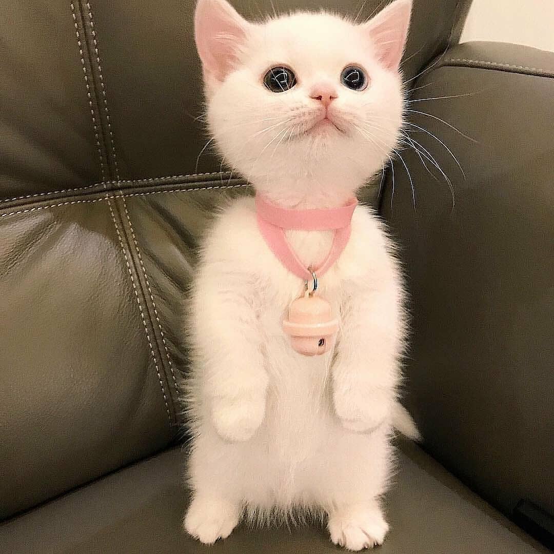 LocalPetService's tweet image. Lovely Princess had nice long nap😪 

Loves to play... 🐱 

Share your friends who need to see this cutie

Follow @local_pet_service for more pets and animals related posts
_
#kitten #CatsOfTwitter #Persian #catnap #kittenlovers #Kitty #kittyzen