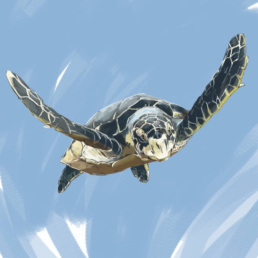 GrizzIlustrator's tweet photo. Sea turtle anatomy study
#seaturtle #digitalart #anatomydrawing https://t.co/QLhJNDZbB9