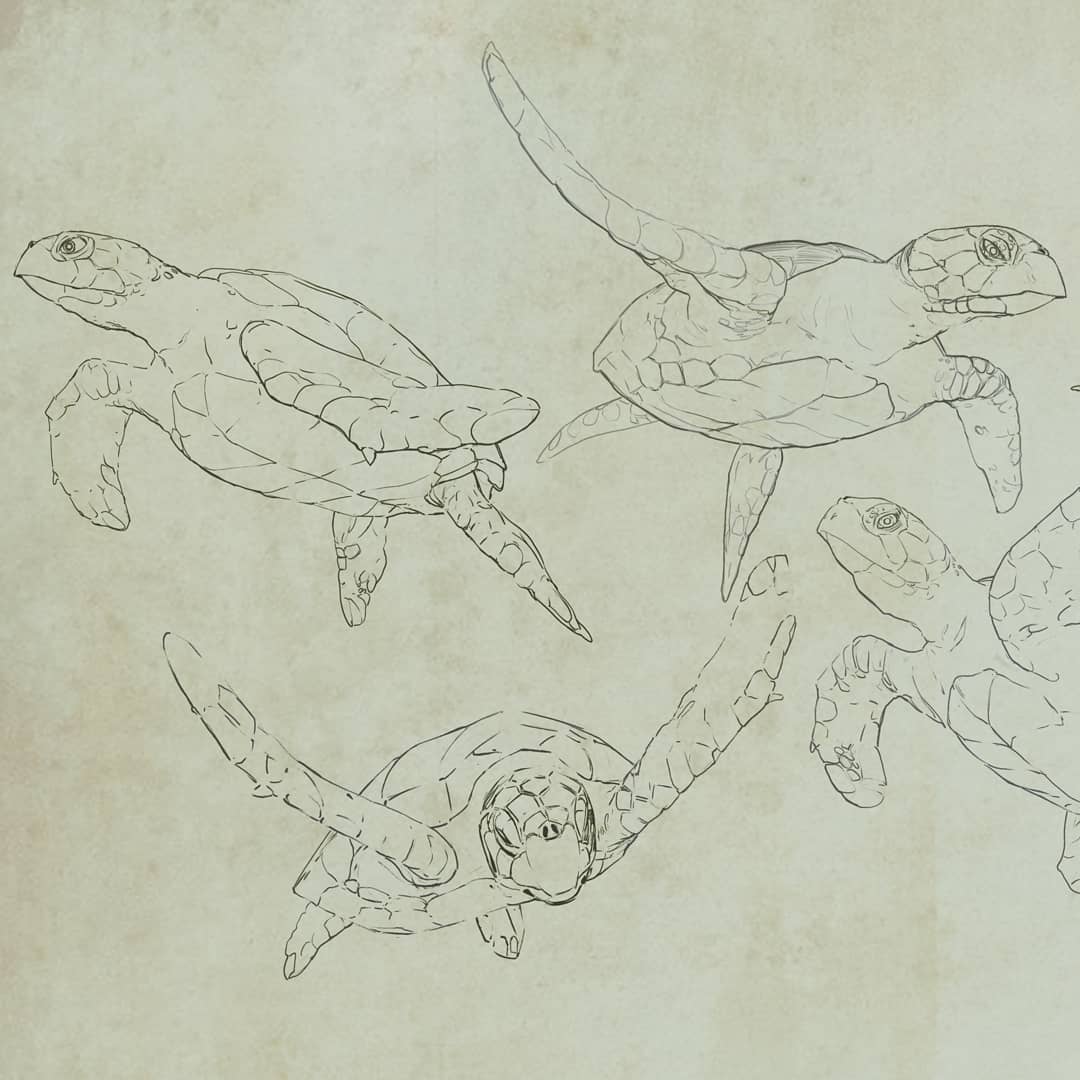 GrizzIlustrator's tweet photo. Sea turtle anatomy study
#seaturtle #digitalart #anatomydrawing https://t.co/QLhJNDZbB9