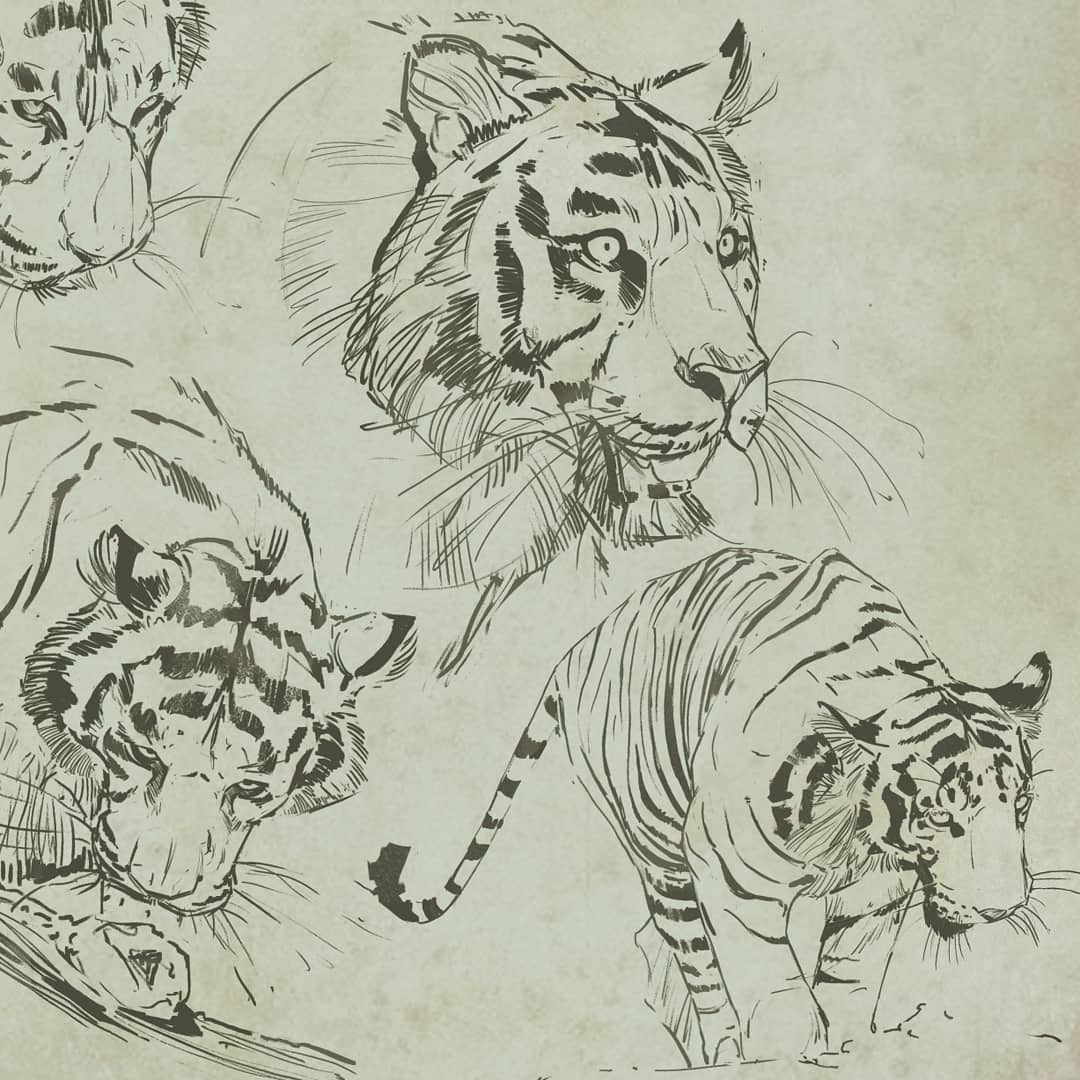 GrizzIlustrator's tweet photo. Tiger anatomy study
#tiger #anatomydrawing #digitalart https://t.co/f3mS4e6mFp