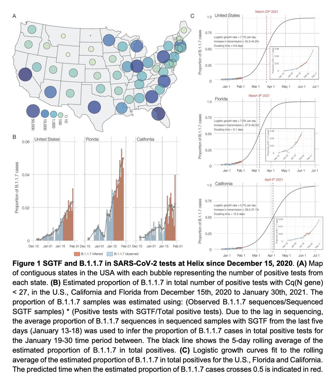 The latest preprint analysis of the B117 variant has this variant becoming dominant in the US in March. That's similar to my forecasts, though I don't think this analysis has taken into account the competitive factors from P1 & B1351 variants.