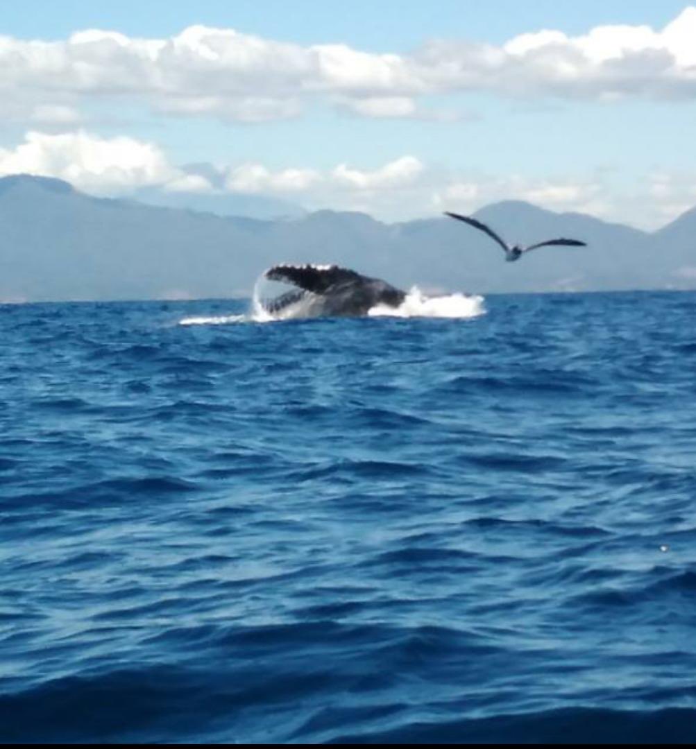 delfinestour's tweet photo. Avistamiento de Ballena frente playa Torola , En la zona costera de La Union                                                     Foto: Luis Pineda https://t.co/DFwoowc6uL