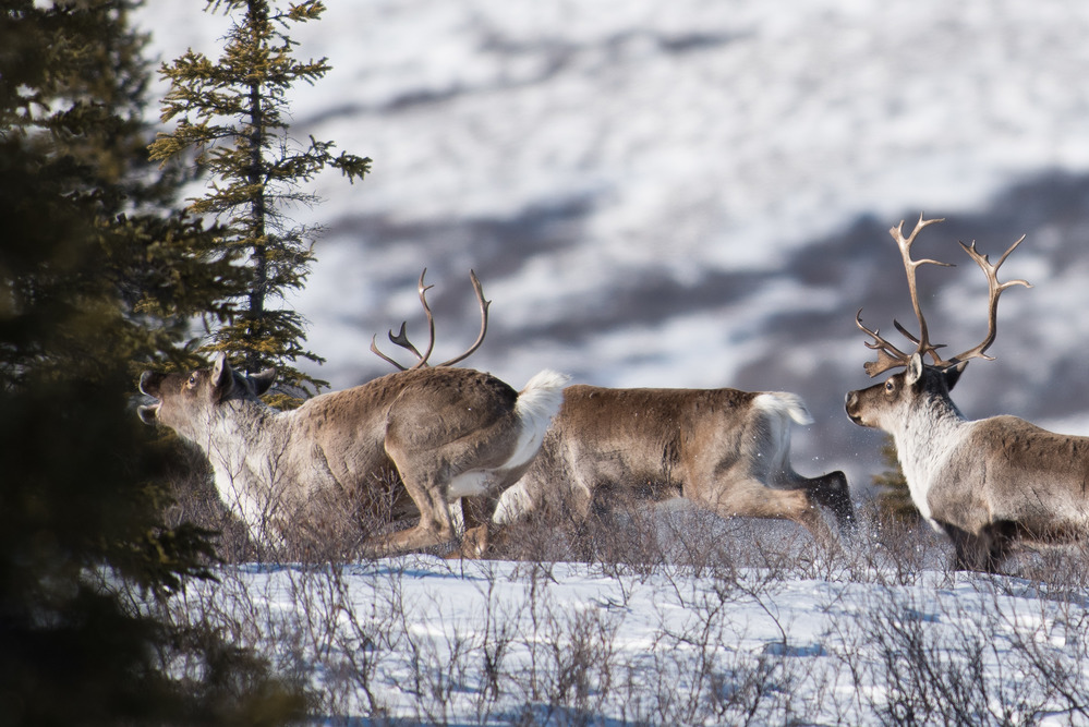 Caption this! What is the caribou on the left thinking?

Deep snow is hard to run through, but a caribou’s long legs make it a little easier. Caribou spend the winter constantly on the move looking for food—and also have to be able to move quickly to avoid predators.

NPS Photo