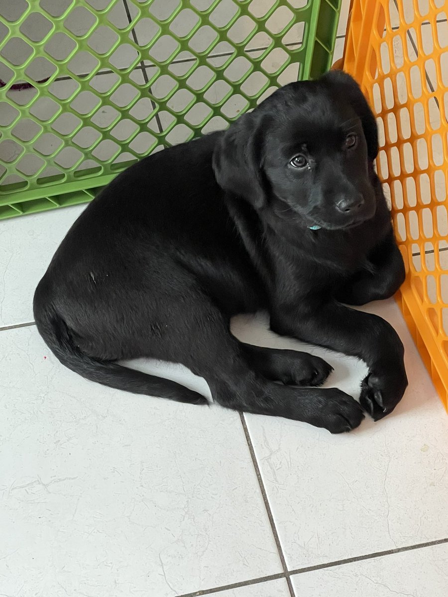 Welcome to the family, Negan!! 🥰 <a href="/JDMorgan/">Jeffrey Dean Morgan</a> <a href="/TheWalkingDead/">The Walking Dead</a>