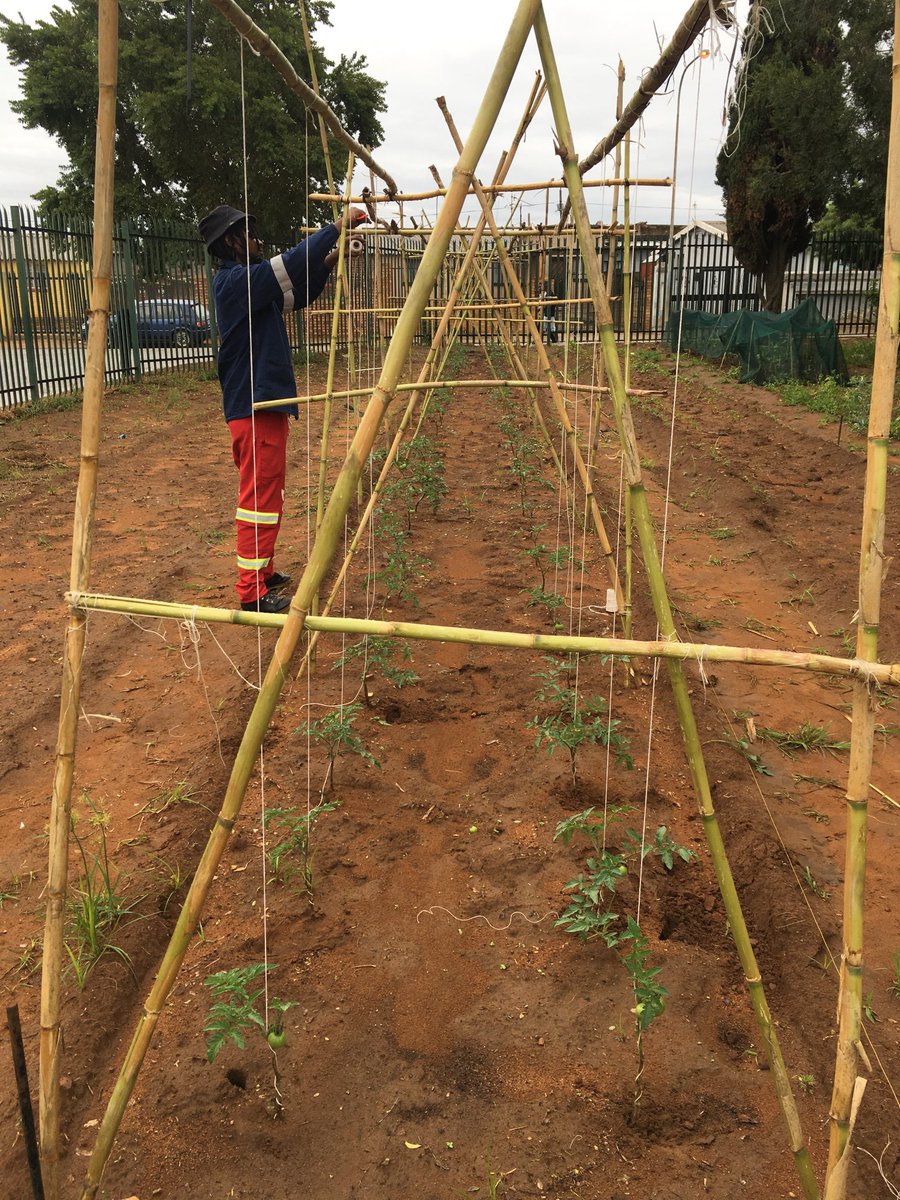 SaGreenzone's tweet photo. ⁦@DALRRDgov_ZA⁩  ⁦@OfficialGDARD⁩ ⁦@foodformzansi⁩ https://t.co/BdsoufRWKi