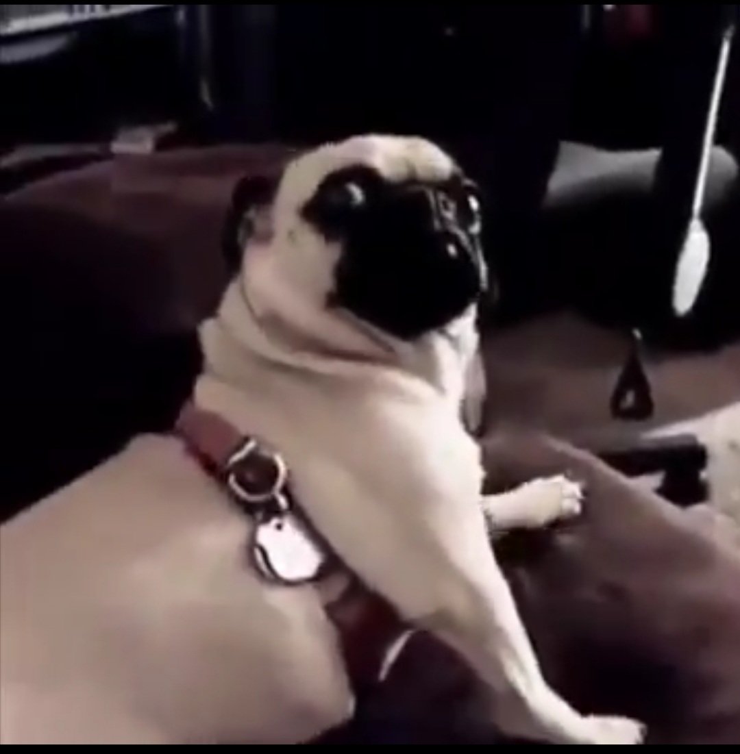 a1techtools's tweet photo. @pamilerin I guess say na only sit the dog sabi, cos all the time, ta ta ta ta sit. https://t.co/omCj13A31z