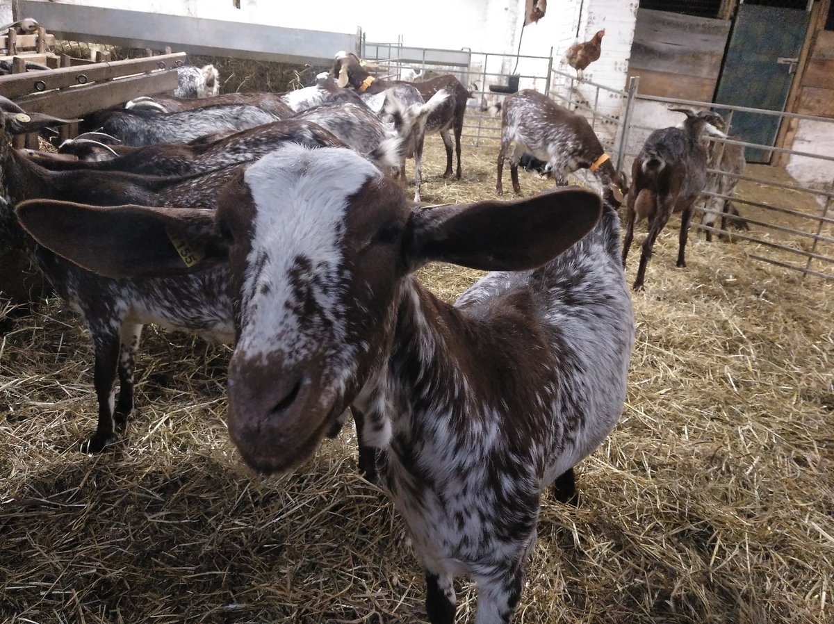 ArnauPrades's tweet photo. Si veniu x les nostres contrades, no deixeu de passar per #claretdelscavallers!Les cabres de la Raquel pasturen el bosc,la llet va a la @formatgemiracle i tb x fer els seus iogurts!I el més important, ella i el Jordi d'Equibru han tornat la vida en aq racó de món! #petitpagesia https://t.co/xsl60U05tZ