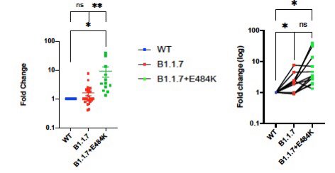 18) So what do we know about the  #B117+E484K combo sublineage? Not much except this preprint study showing it is might be more resistant to antibody neutralization (more antibodies needed in lab study to neutralize the pseudovirus) than the common strain and the regular B117.