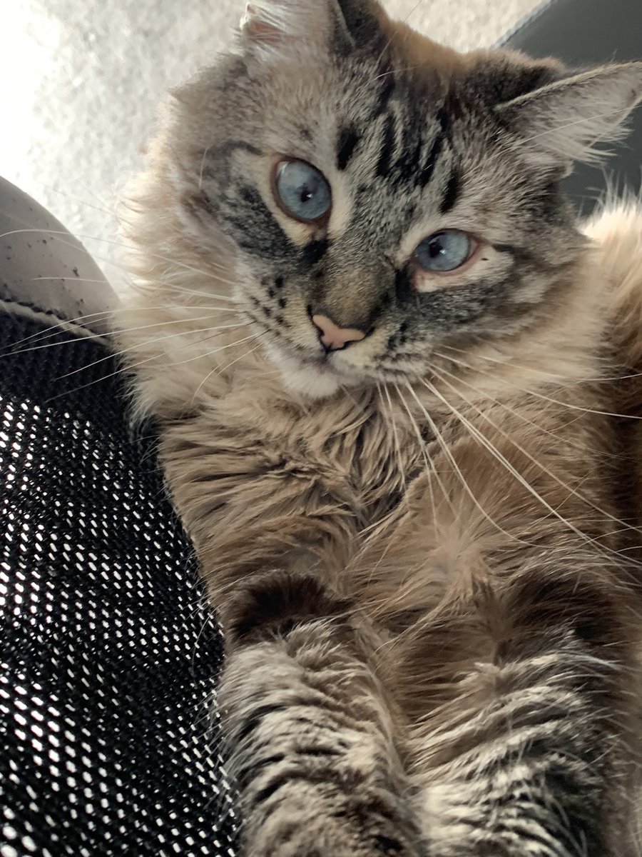 _Lqme's tweet photo. @LilNasX Here’s a picture of my cat https://t.co/WqbYDZz28o