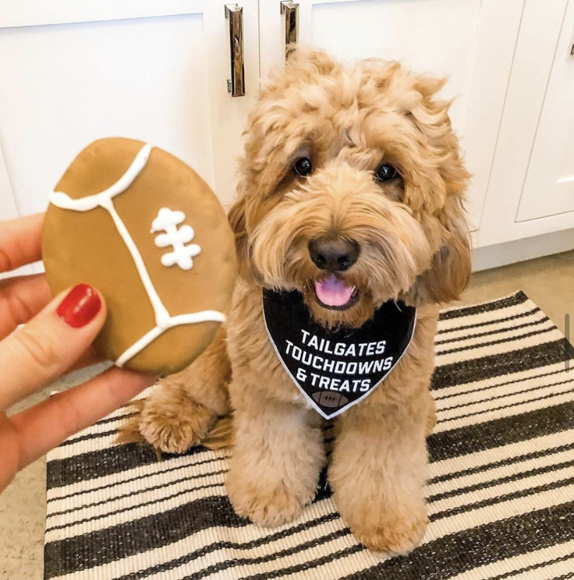 PupperSelect's tweet image. Happy Superbowl Sunday - the team at Pupper Select&apos;s Fav holiday might we add!

Who are you cheering for? Do you have the bucs or the chiefs taking it home, comments below! 

Great shot from: @cooperdoodledoo