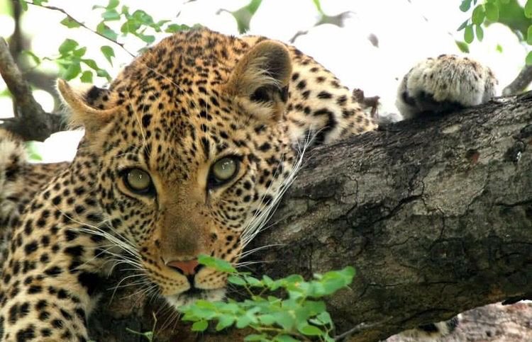 truvaro's tweet photo. Leopards are the second largest population of the big cats in #SouthAfrica 

Plan your next adventure in the Karongwe private game reserve with @truvaro #truvaro  

Credit: Savannah Hanni

#voyage #luxurytravel #safari #milano #berlin #lodge #tripadvisor https://t.co/itjFPLF6Eu