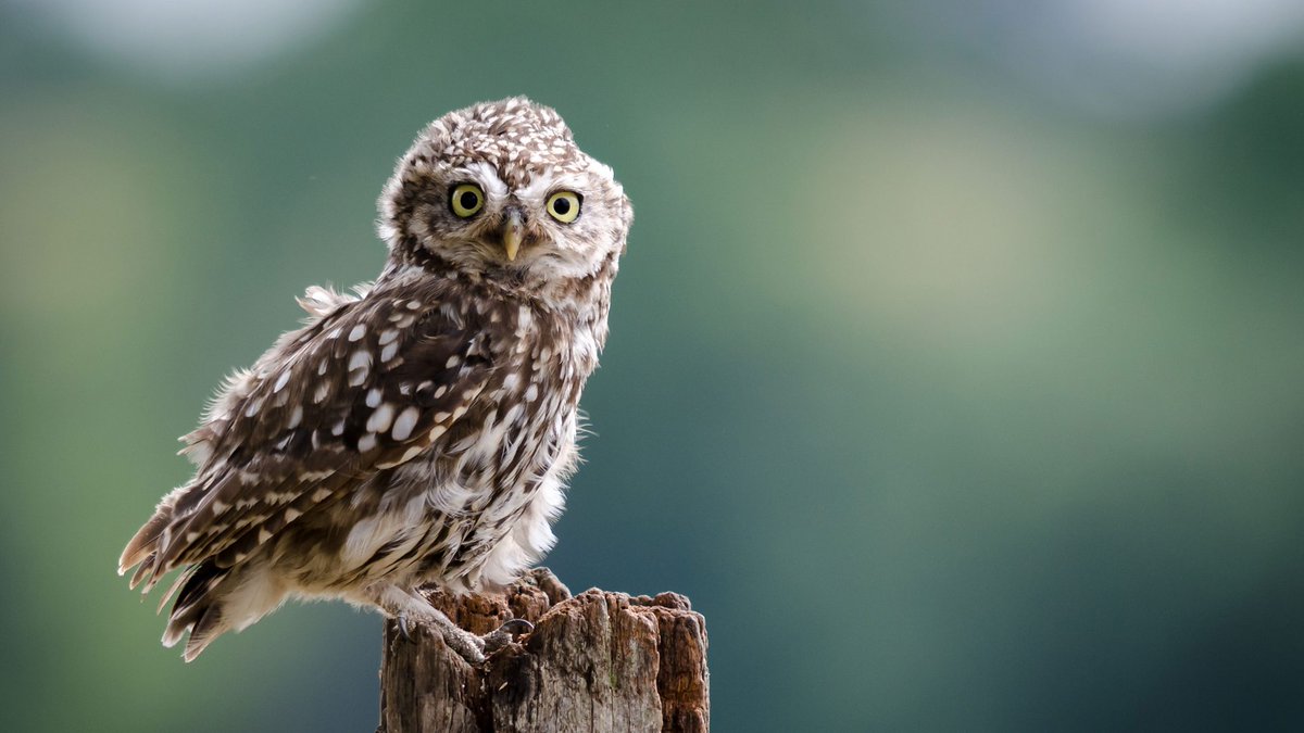 So, apparently it's  #SuperbOwlSunday, so here are some Superb Owls #OwlThread1/
