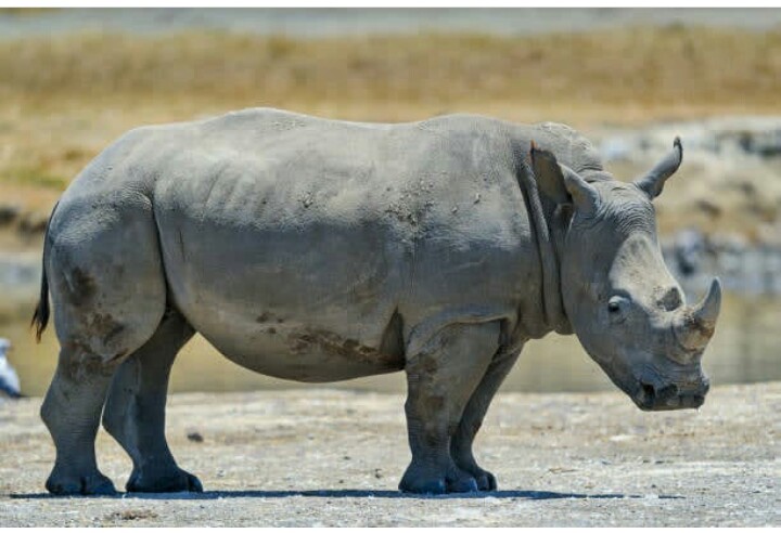 Safariabode's tweet photo. Juvenile White rhinoceros along the shore of Lake Nakuru, Lake Nakuru National Park, Kenya East Africa

#wildlifephotography #rhino #safariweekend #wildlifeofinstagram #kenyasafari #kenyawildlife #nakuru https://t.co/Z02X2EMtUq