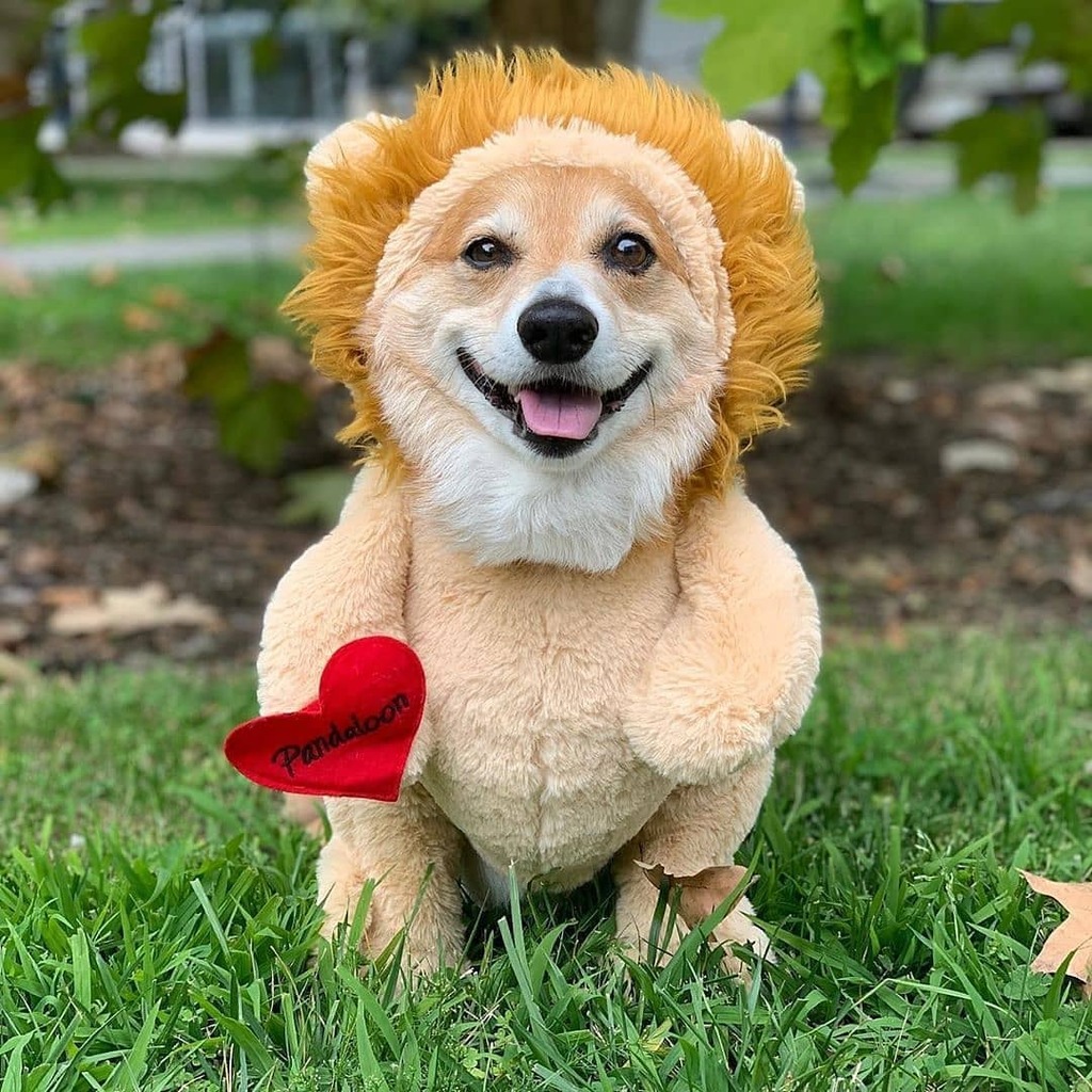 pandaloonstore's tweet photo. Stylish and elegant! Little Jojo looks really handsome in his Pandaloon lion costume. ❤🥰💯 Thank you @supercorgi_jojo for your love and support. 🙂
.
.
.
#Pandaloon #liom #Corgipuppy #smalldog #dogoutfit #corgis_of_instagram https://t.co/OI0rKuO6kg https://t.co/I0rgN2hYKH