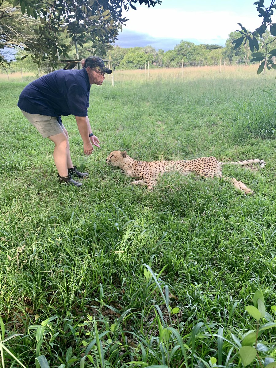 Playing with the Cats today. 

They say a Leopard 🐆 never changes its spot, however what changes is being close and personal with a Leopard.

#travel #instatravel #travelgram #tourist #tourism #vacation #traveling #trip #life #africa #travel #instagood #instamood #teamzungu