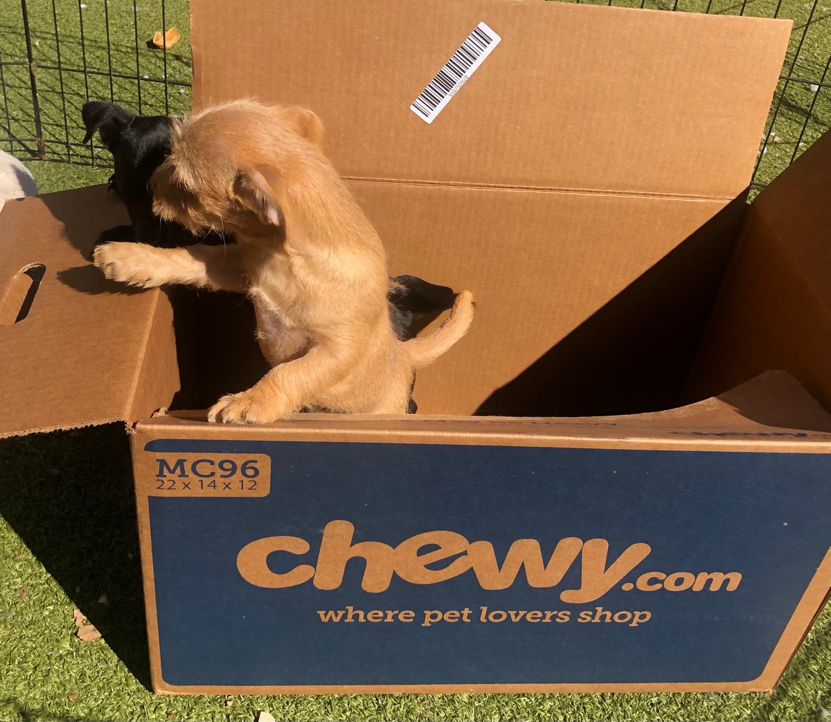AnnBrookesCT's tweet photo. Dear @Chewy, Thank you for supporting dog rescue.  Shaggy Dog Rescue's Sugarplum and Tinsel dove right in to their favorite box!  #PuppyBowl #rescuedogs 🐾🐾 https://t.co/gGXos05Kk9