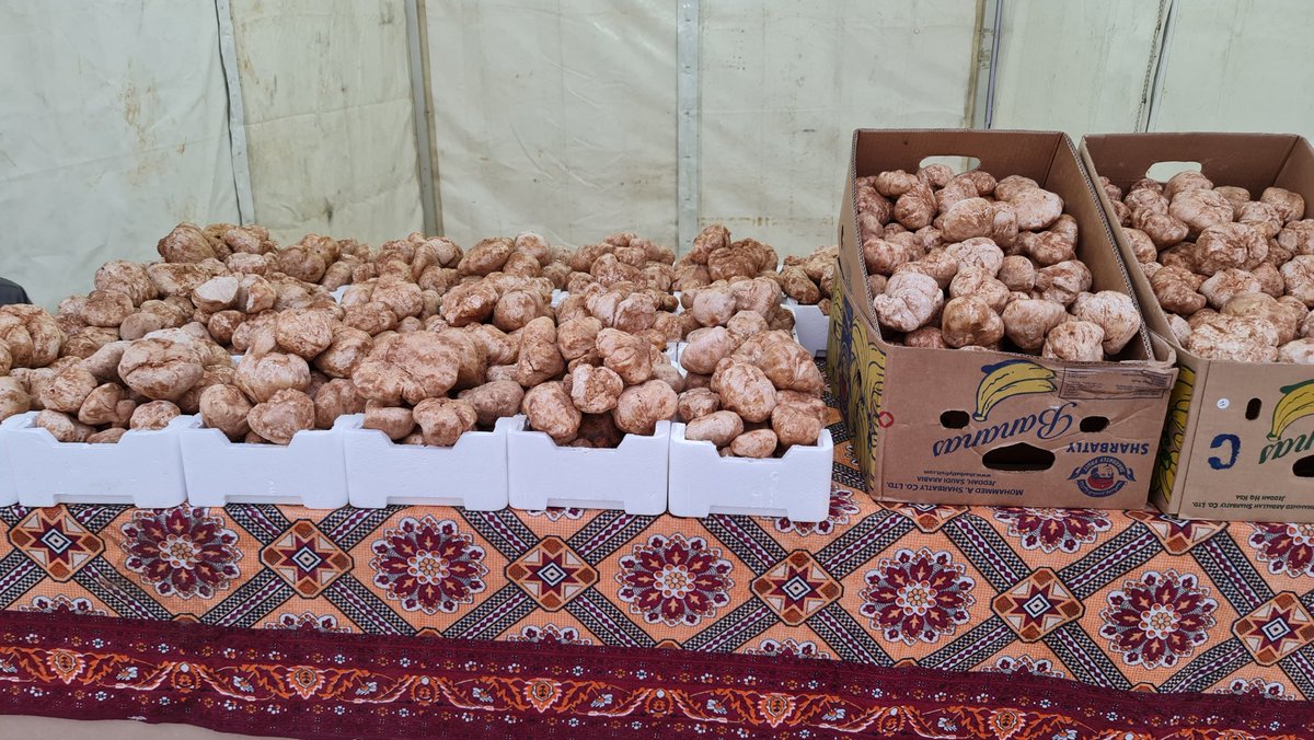 sawt_alakhbar's tweet photo. واصل سوق #الكمأ "2021م" بمحافظة #حفرالباطن استقبال الأهالي والزوار من جميع مناطق المملكة، ودول الخليج مع وجود عدد من الباعة والمسوقين للكمأ، الذي يعد الأول من نوعه بالخليج، وتتراوح الأسعار من 300 إلى 900 ريال للكيلوجرام الواحد بحسب النوع والجودة والحجم. @trufflehafar https://t.co/yRWqnxEy4h