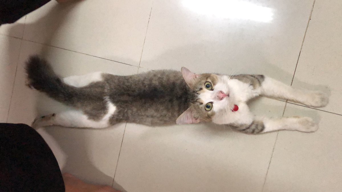niambe's tweet photo. Supercat https://t.co/Ay0LrAGjoa