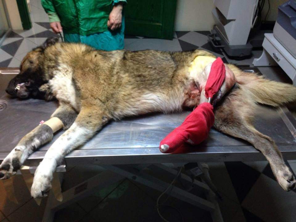 #yaşatanyasaçıksın