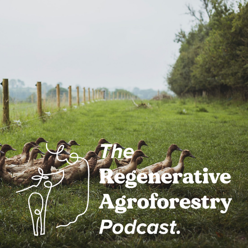 Regagroforestry's tweet photo. In our next episode, we interview Josh Heynecke from Parc Carreg on how ducks and blueberries work together, and how Josh and his partner Abi are using integrative practices to optimise their small acreage. 

LINK HERE: https://t.co/VWfxyLrkK8

#agroforestry #silvopasture https://t.co/nCHr6RUByO