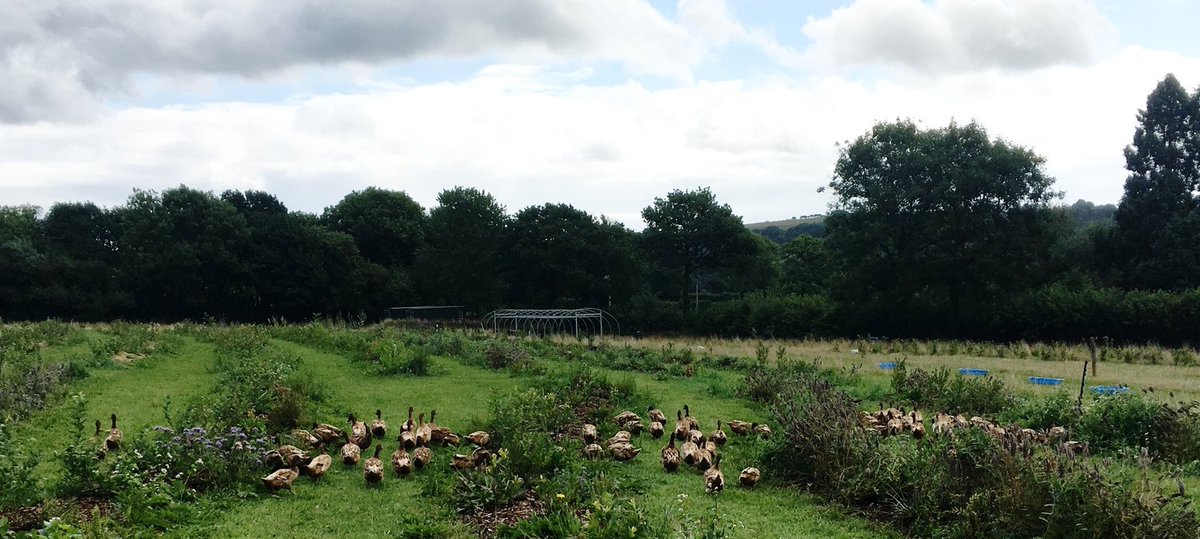 Regagroforestry's tweet photo. In our next episode, we interview Josh Heynecke from Parc Carreg on how ducks and blueberries work together, and how Josh and his partner Abi are using integrative practices to optimise their small acreage. 

LINK HERE: https://t.co/VWfxyLrkK8

#agroforestry #silvopasture https://t.co/nCHr6RUByO