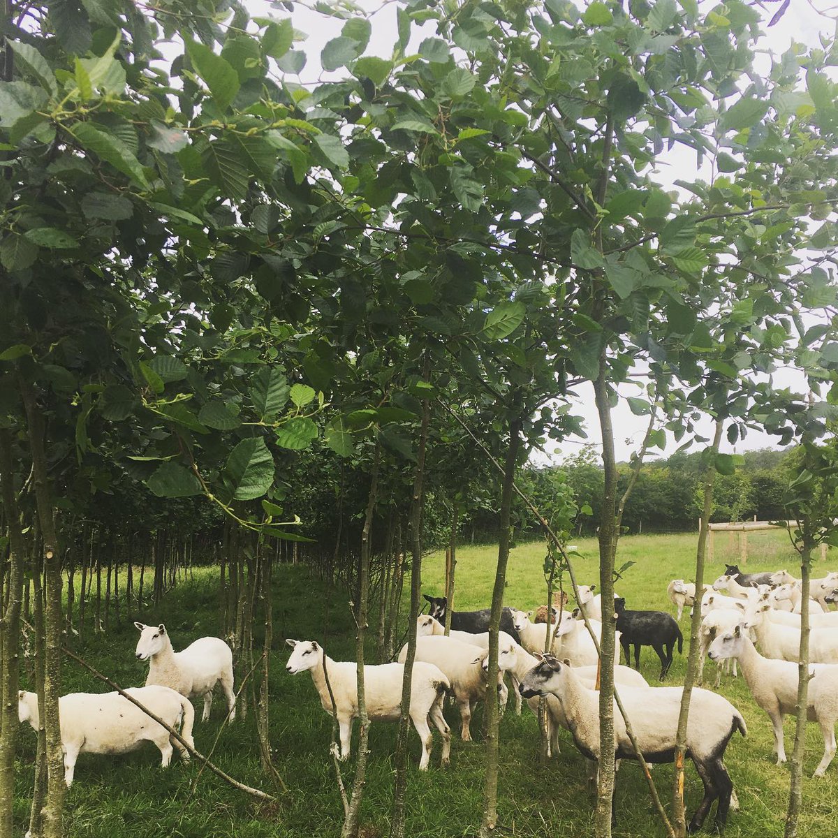 In our next episode, we interview Josh Heynecke from Parc Carreg on how ducks and blueberries work together, and how Josh and his partner Abi are using integrative practices to optimise their small acreage. 

LINK HERE: regenerativeagroforestry.org/episodes/episo…

#agroforestry #silvopasture