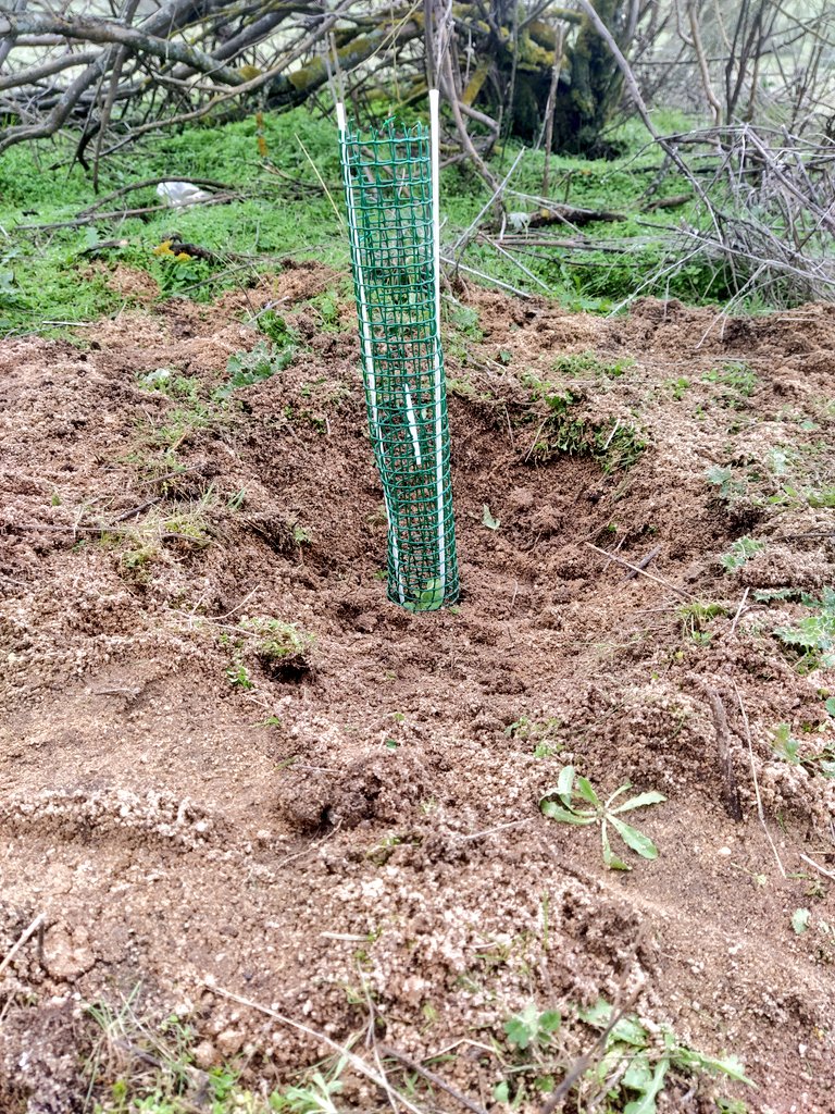 JartoPanchu's tweet photo. Cuando llegue el calor fuerte, tendremos que ir a regarlas para que puedan pasar el primer verano y consigan hacerse arbolitos.
Así que geolocalizamos cada alcorque para poder volver con las garrafas.
#Meaques https://t.co/Tpb8N1qwaW