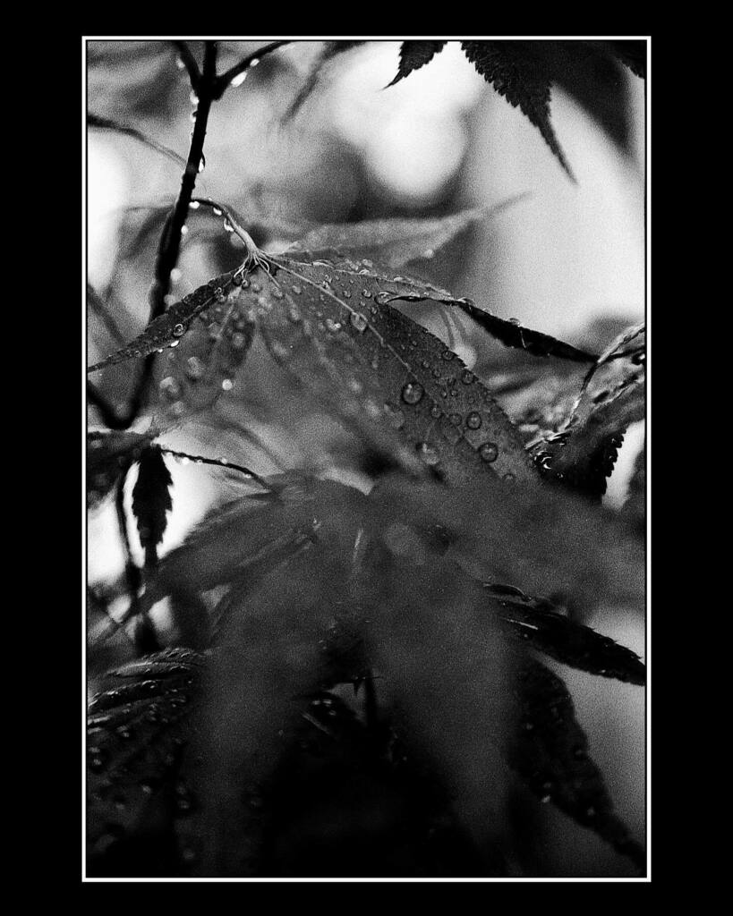 _GentleGentile's tweet photo. After a rain shower is my favorite time to shoot. 
.
.
.
.
#analogphotography  #ilfordhp5  #NikonF3 #Xtol #ilfordphoto  #pushed1600 #OhioFilmPhotographer #35mm #filmdevelopers #negativedevelopment #pushed2stops #closeup #restorefrombackup #filminmonochro… https://t.co/qcH04odGLQ https://t.co/zrAbVc3Ar0