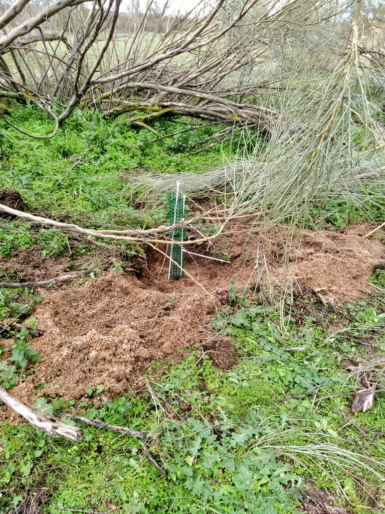 JartoPanchu's tweet photo. Cuando llegue el calor fuerte, tendremos que ir a regarlas para que puedan pasar el primer verano y consigan hacerse arbolitos.
Así que geolocalizamos cada alcorque para poder volver con las garrafas.
#Meaques https://t.co/Tpb8N1qwaW