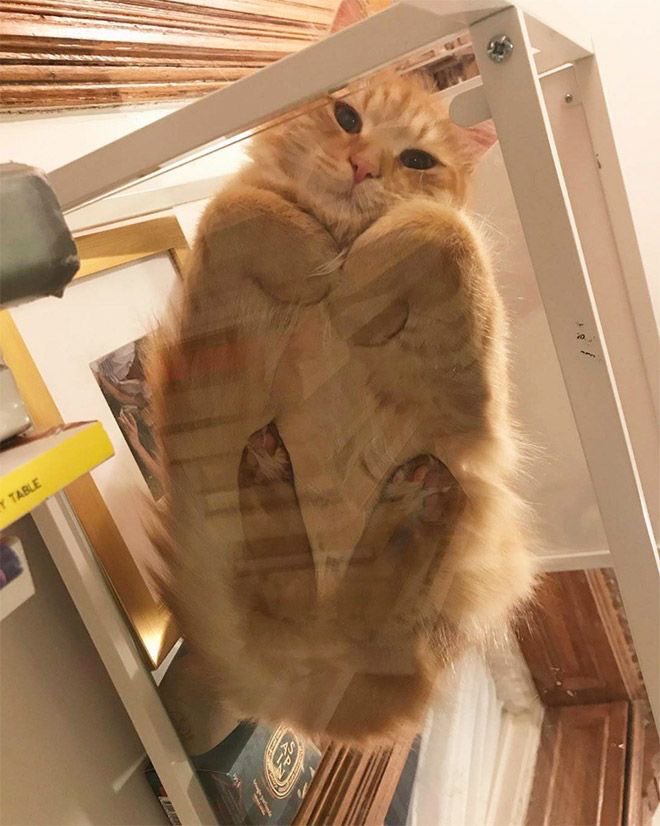 kenzhadley's tweet photo. kitties,, on glass tables https://t.co/RwUn3FW1r4