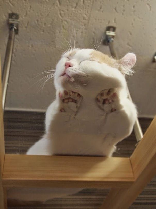 kenzhadley's tweet photo. kitties,, on glass tables https://t.co/RwUn3FW1r4