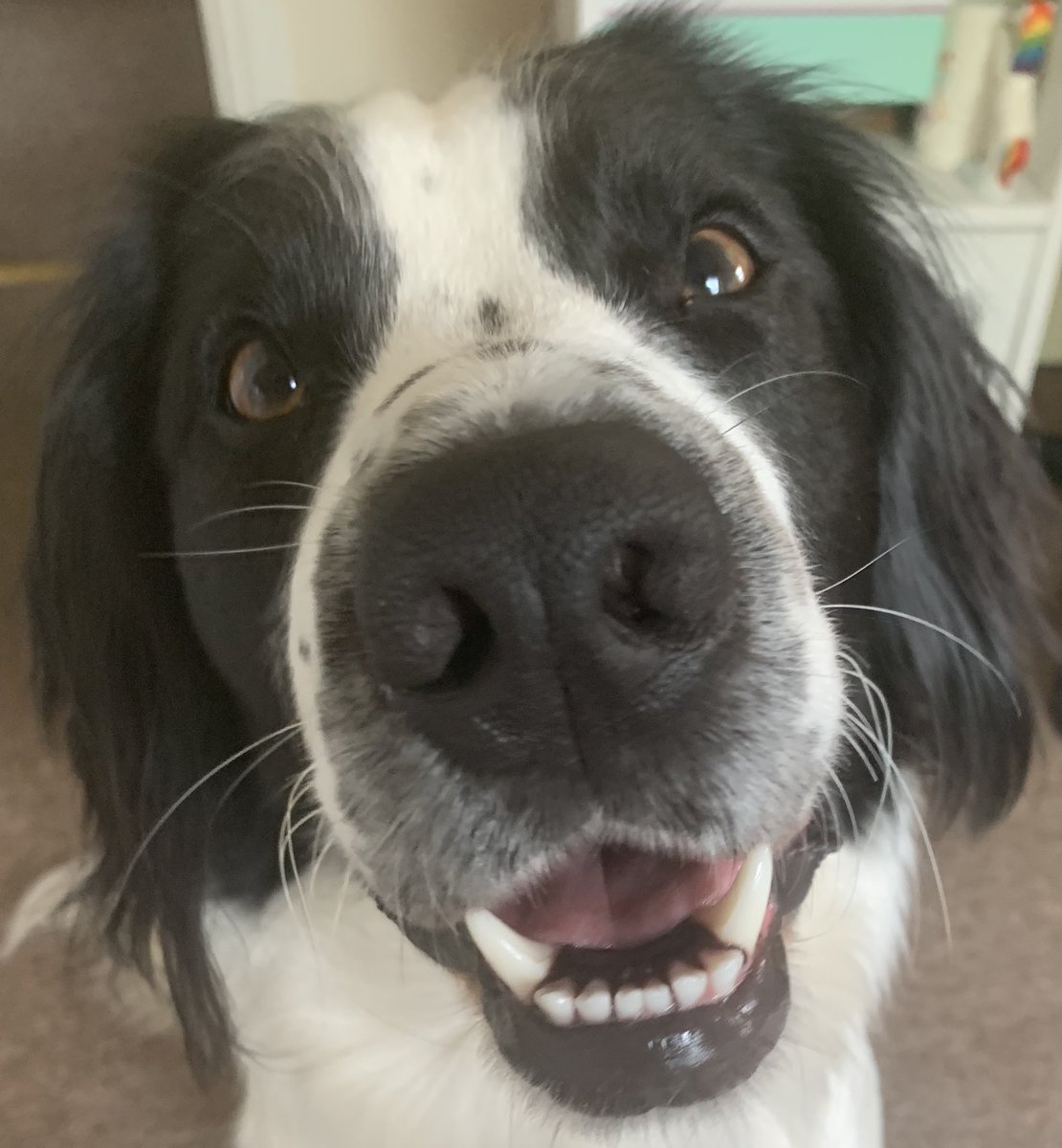 Worldwide ban on eating dogs !