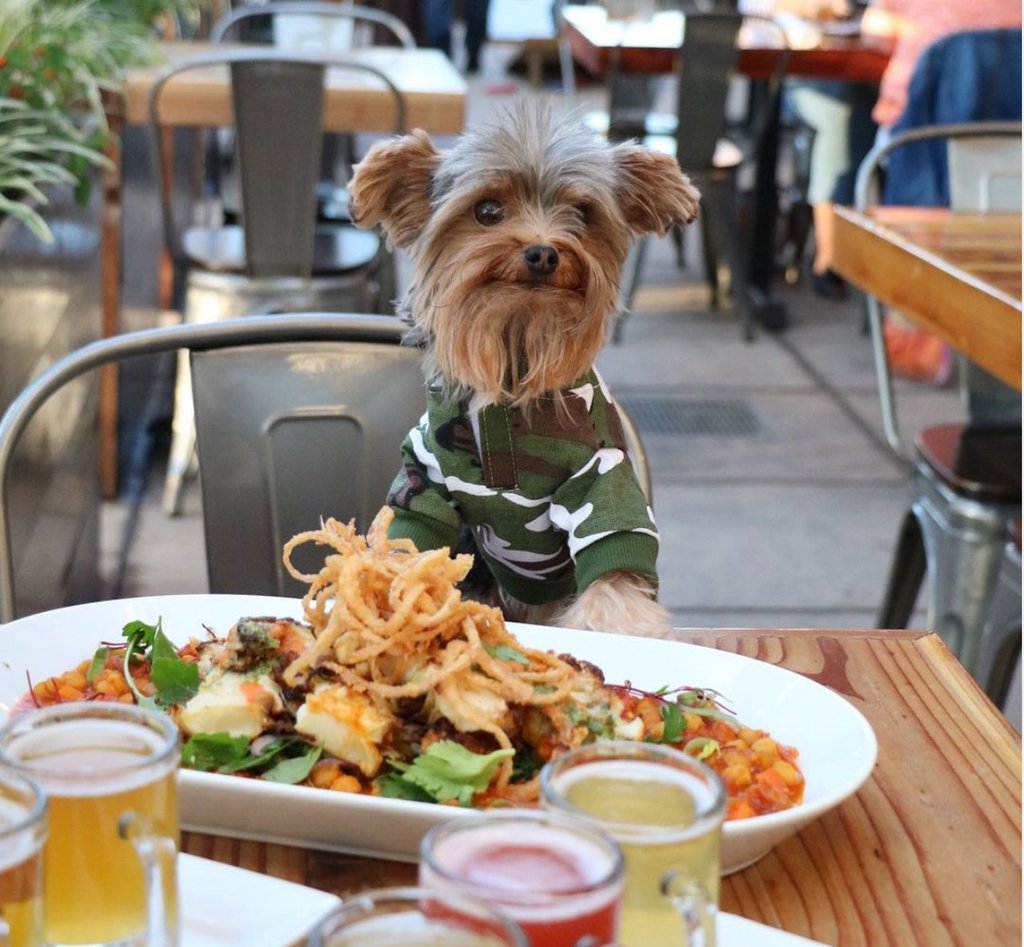 Smartcar's Chief Barketing Officer <a href="/NapaTheYorkie/">Napa the Yorkie</a> has got the #SuperBowl snack game down! What's your favorite game day grub? 🍔  
#lifeatsmartcar #PuppyBowl #SuperBowl2021